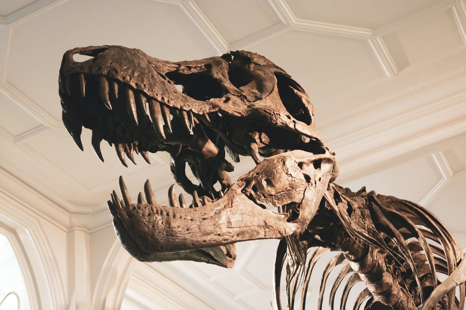 dinossauro